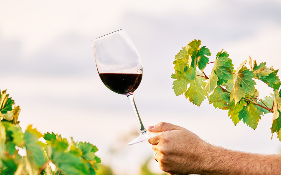Para amantes del vino Mano sujetando una copa de vino